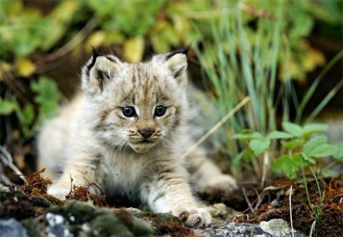koyamaneko